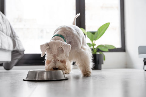 What Does Highly Digestible Dog Food Actually Mean?