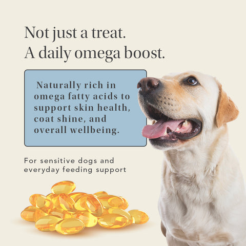 Wild Caught Salmon Treats