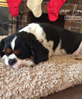 Louie the cavalier King Charles spaniel that is featured on the bison liver treat bag 