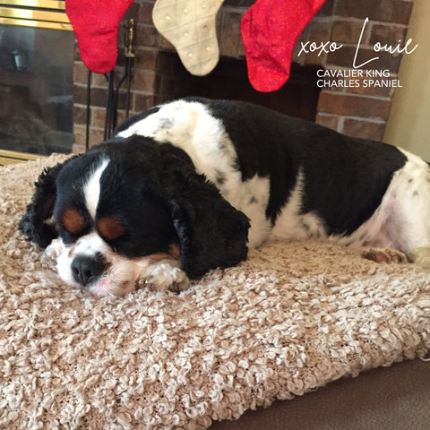 Louie the cavalier King Charles spaniel that is featured on the bison liver treat bag 