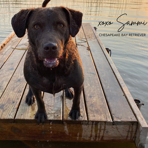 Same the Chesapeake bay retriever dog on the pet treat bag