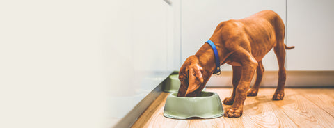 Why Probiotics Alone Aren’t Fixing Your Dog’s Gut (And What Actually Helps)