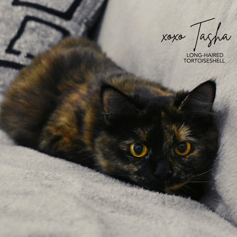 Tasha the long haired tortoiseshell cat that is featured on the minnows pet treat bags