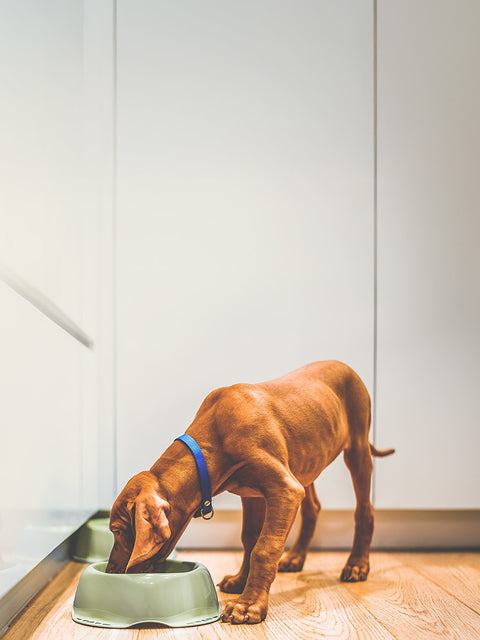 Why Probiotics Alone Aren’t Fixing Your Dog’s Gut (And What Actually Helps)