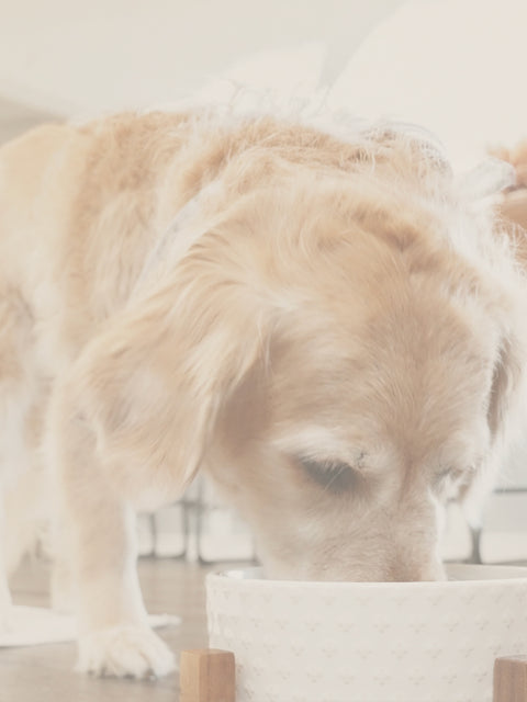 Better digestion starts with what you feed first.