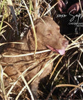 Sophie the Chesapeake bay retriever that is features on our dog treat bag