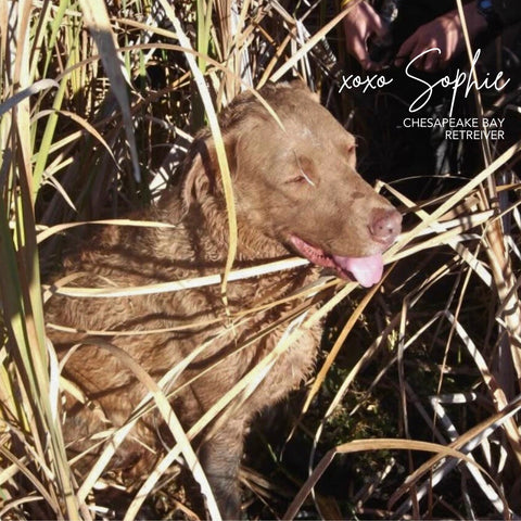 Sophie the Chesapeake bay retriever that is features on our dog treat bag